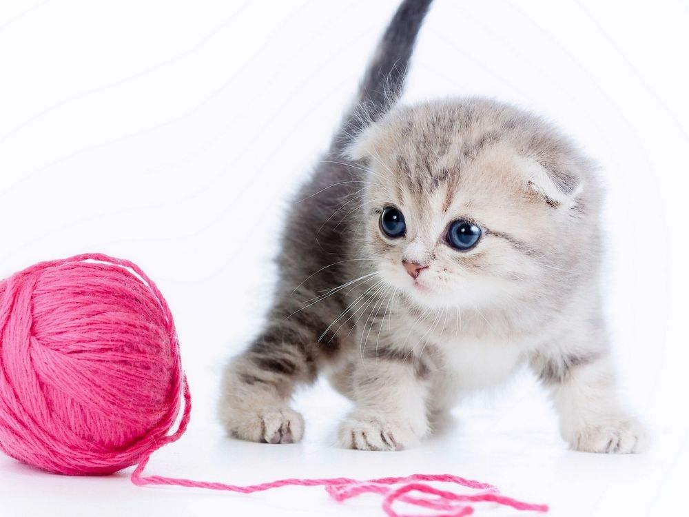 Котёнок 1