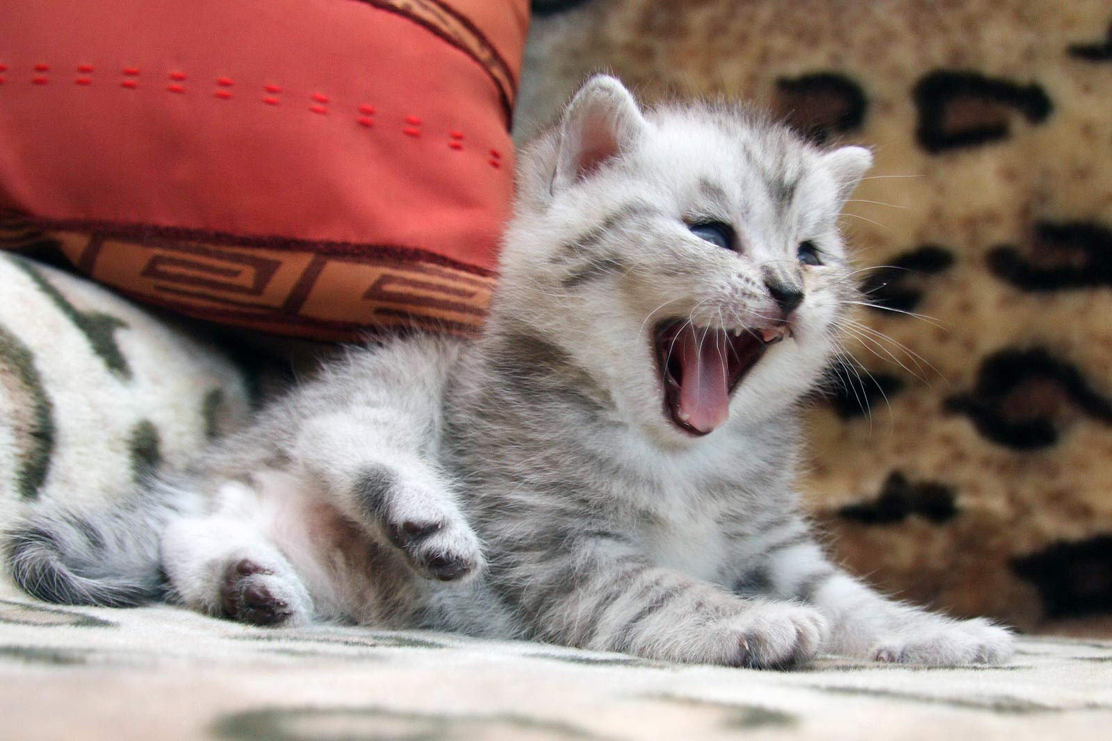Котёнок 2